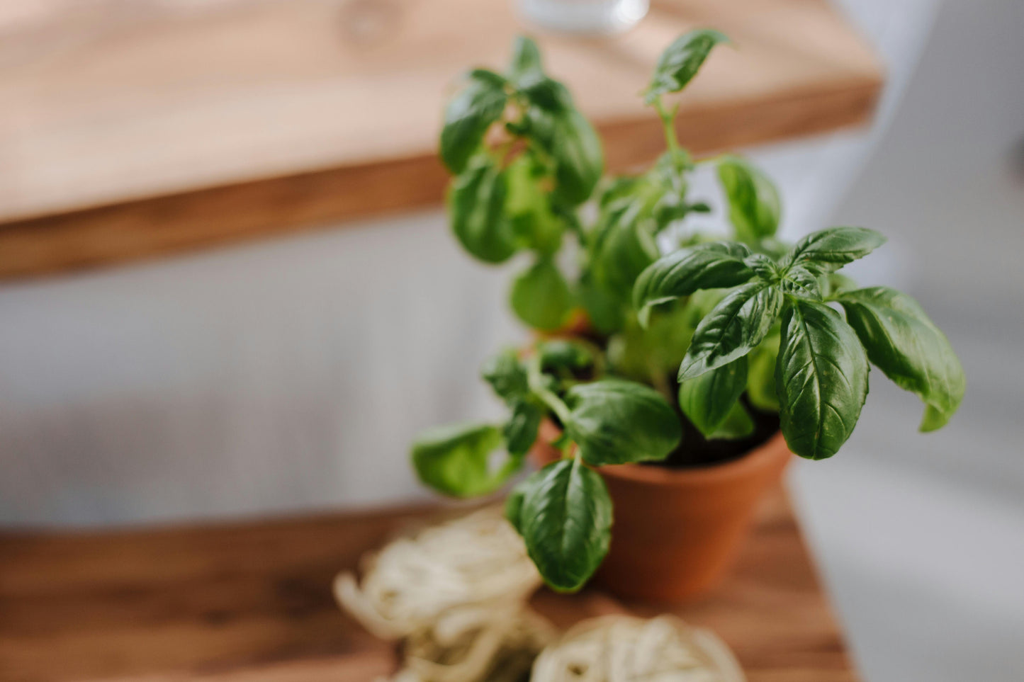 200 Sweet Basil Seeds (Common)