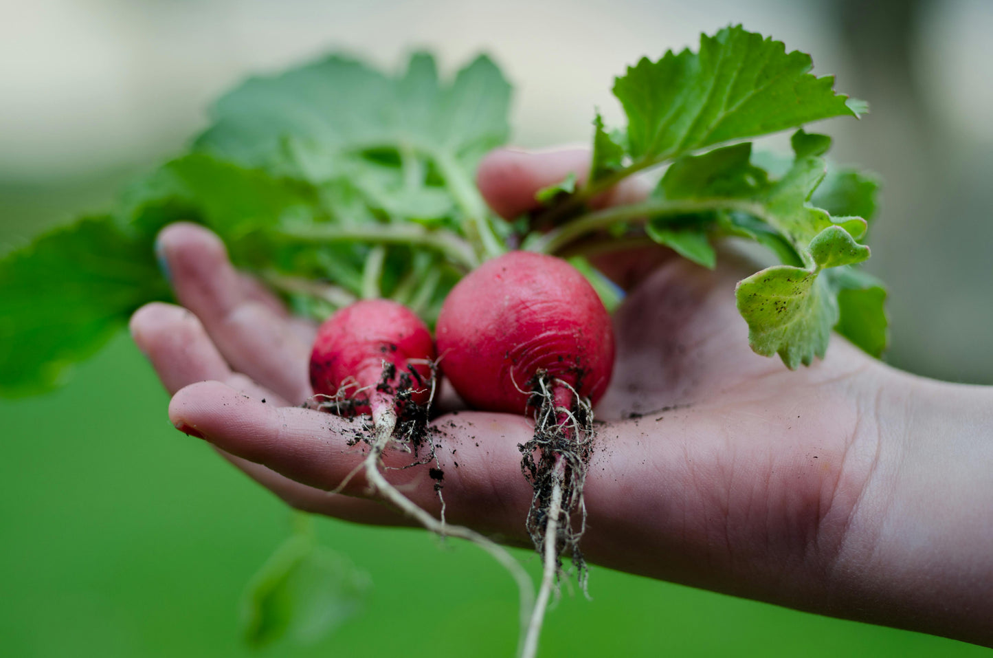 200 Radish Seeds (Cherry Belle)