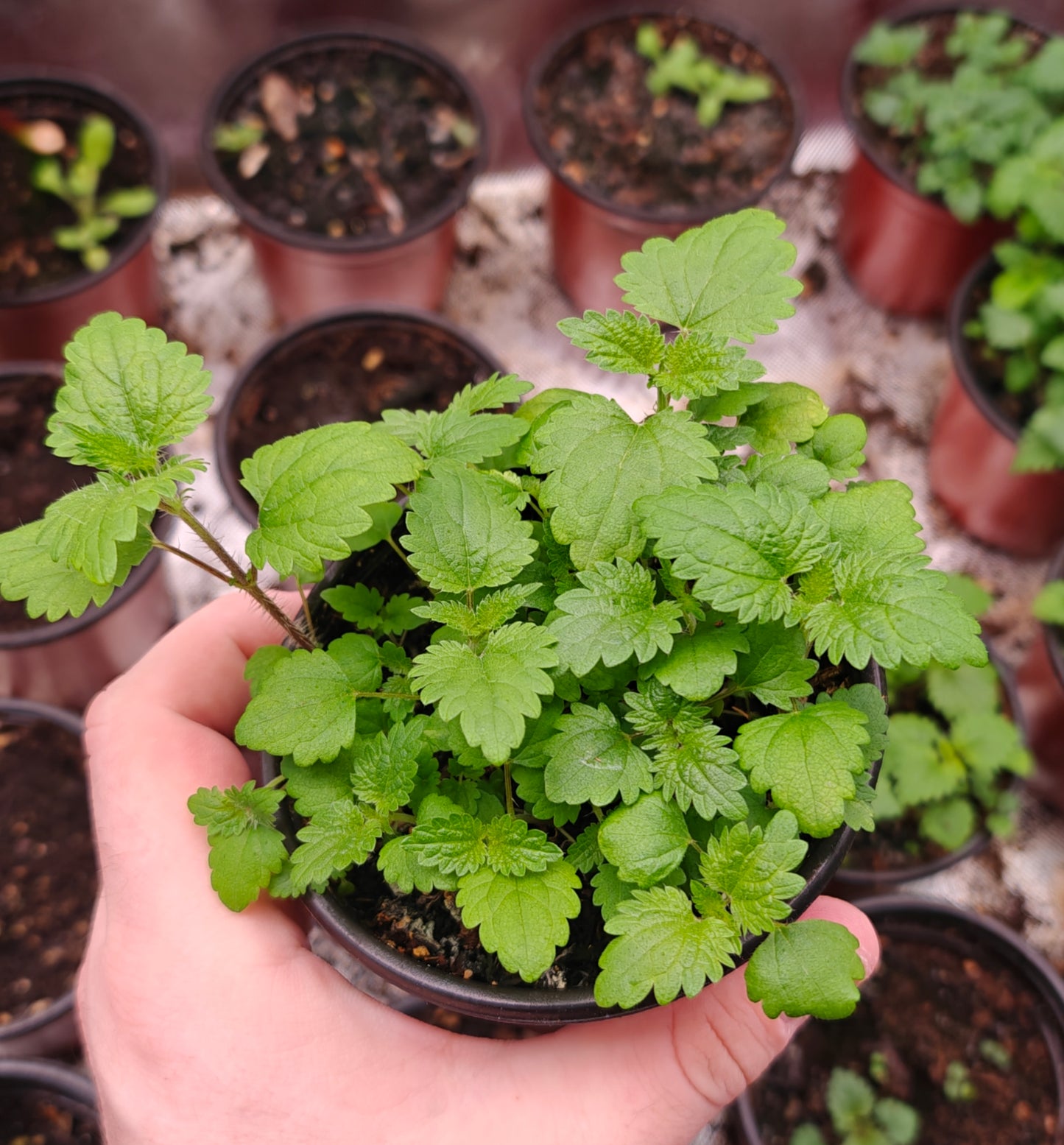 200 Stinging Nettle Seeds (Urtica dioica)