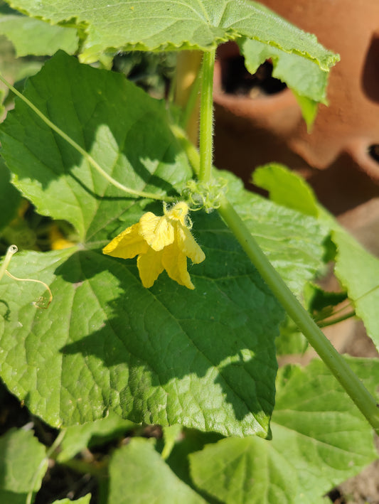 32 Cucumber Seeds (Poinsett 76)