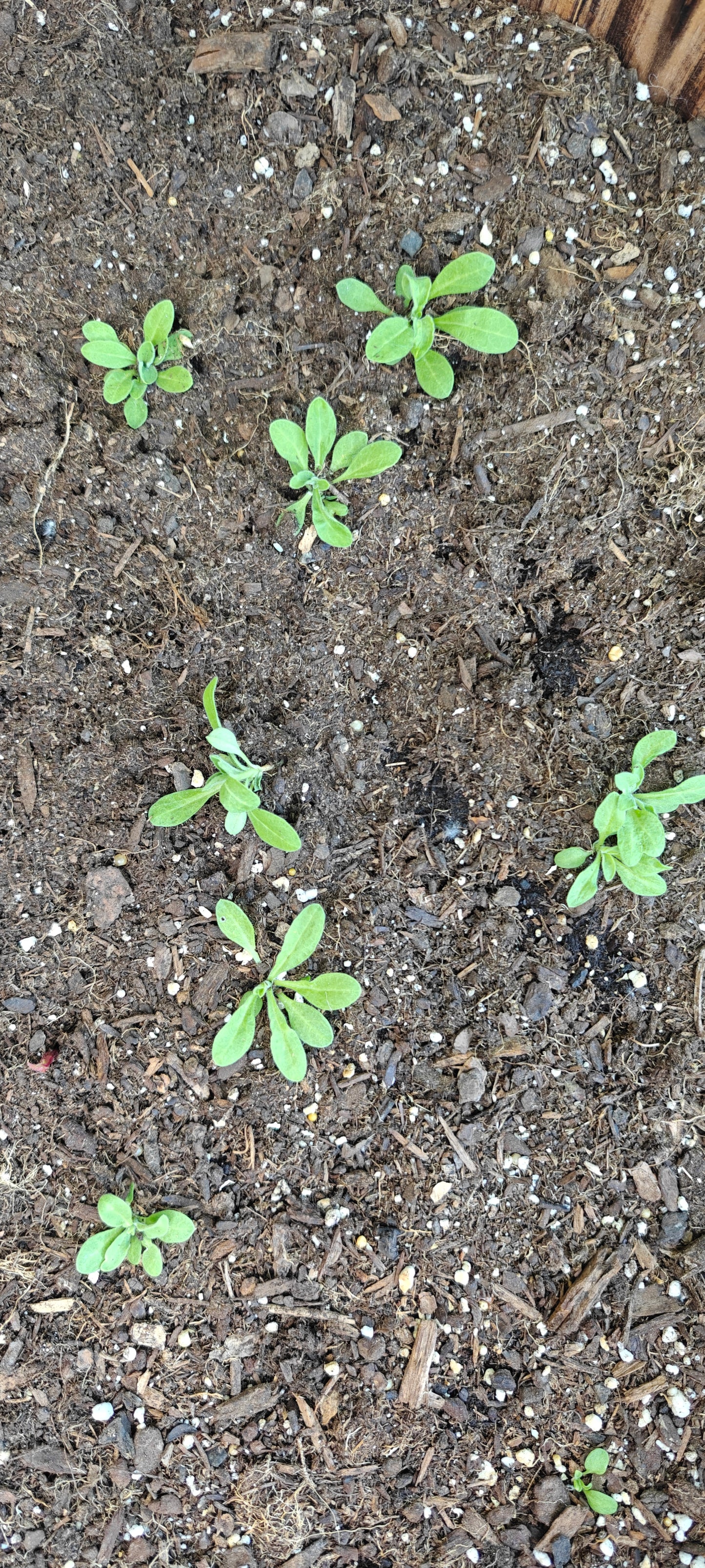 African Dream Root **Live Plant** (Silene capensis)