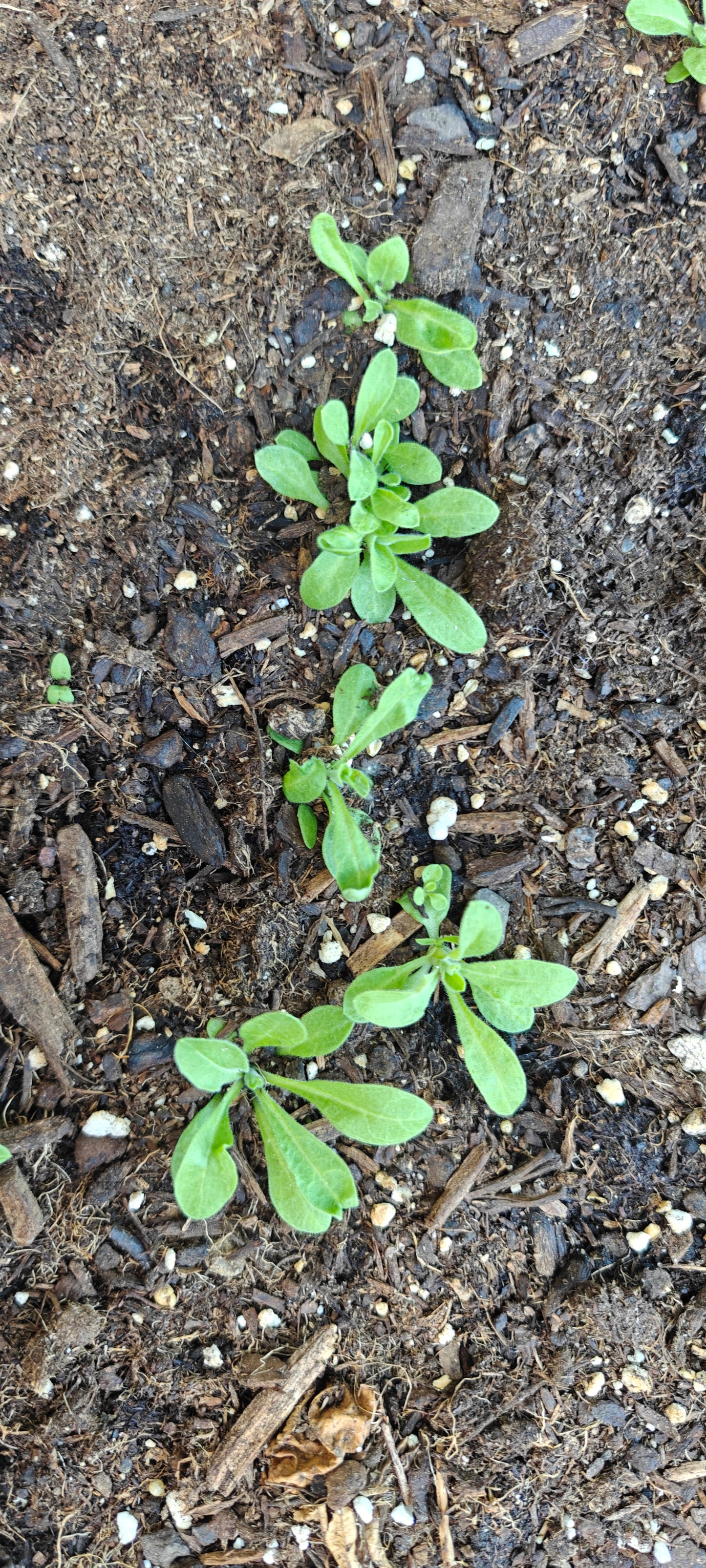 African Dream Root **Live Plant** (Silene capensis)