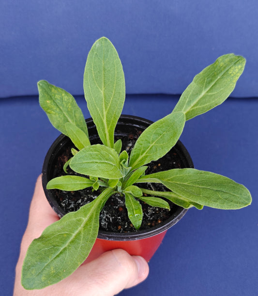 African Dream Root **Live Plant** (Silene capensis)